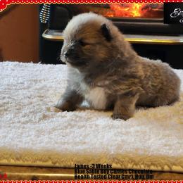 James - Blue sable male Pomeranian puppy in Chelsea, Oklahoma from English Rose Poms
