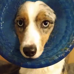 Aussiedoodles and Australian Shepherds from Hickory trail Australian & Bernedoodle  Farm