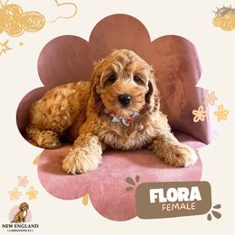 Flora - Caramel red Australian Labradoodle puppy in Mendon, Massachusetts from New England Labradoodles