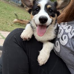 Pembroke Welsh Corgi Puppies from S7 Corgis and Chaos