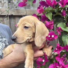 Akc Ozzy - Dapple male Dachshund puppy in Tampa, Florida from Sunkissed Doxies