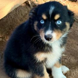 Athena - Black tri female Miniature Australian Shepherd puppy in Patterson, North Carolina from DreamLine Aussies