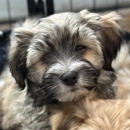 Agate - Gold sable male Havana Silk Dog puppy in Marlboro, Vermont from Maplewood Silks