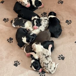Border Collie Puppies from Gold Creek Ranch Border Collies