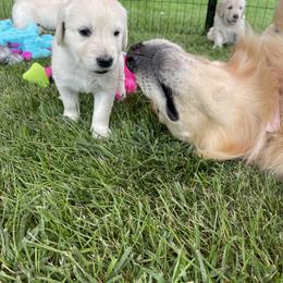Golden Retriever Puppies from Crescent View Goldens
