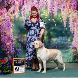 Labrador Retriever Puppies from Flashylabs AKC GRAND CHAMPION SIRED