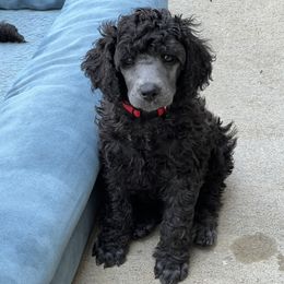 Boy 1 - Poodle puppy from Lake Effect Poodles, Leesa’s Jewlz