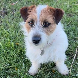 Reba - Russell Terrier
