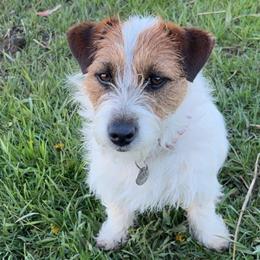 Reba - Russell Terrier