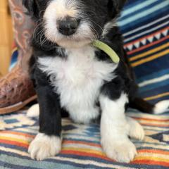 Bordoodle Puppies from JM Lazy S Doodles