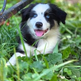 Boy 2 - Black tri-color male Australian Shepherd puppy in Keyser, West Virginia from Heartfelt Hollow Farm