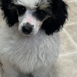 Poodle Puppies from Eagleridge Mini Poodles