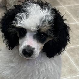 Poodle Puppies from Eagleridge Mini Poodles