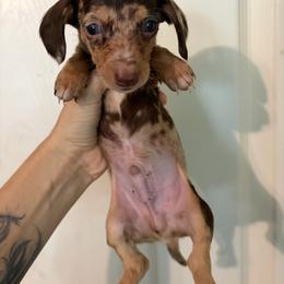 Hathiam - Dapple male Dachshund puppy in Conroe, Texas from Dots Dachshunds