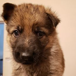 German Shepherds from Bear's Shepherd