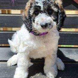Star - Sable and white female Cockapoo puppy in Mancelona, Michigan from Lavender poodles & doodles