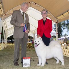 Samoyed All Grown Up from Kismet