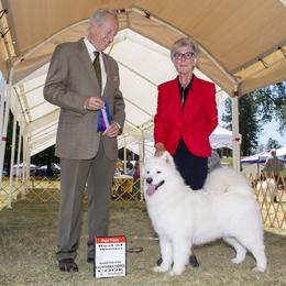 Samoyed All Grown Up from Kismet