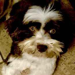 Raisen - Havanese