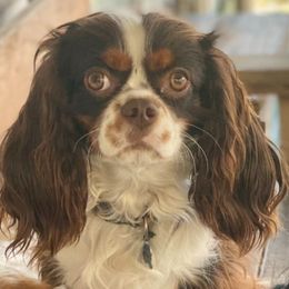Twix - Cavalier King Charles Spaniel