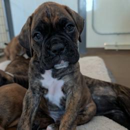 Louie - Brindle male Boxer puppy in Wellington, Ohio from Brinkhaven Boxers