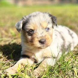 Miniature Australian Shepherds and Toy Australian Shepherds from Ashby Lou Aussies