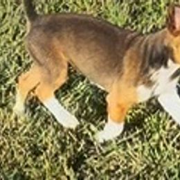 Fem 1 - Red white and sable female Rat Terrier puppy in Denver, Colorado from K2 RAT TERRIERS (COLORADO)