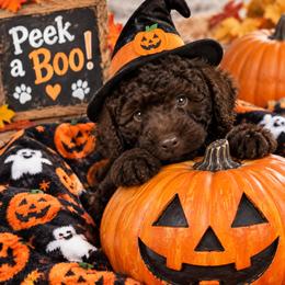 Reno - Chocolate male Australian Labradoodle puppy in Molalla, Oregon from Golden Xpress Labradoodles
