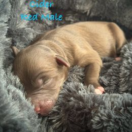 Cider - Red male Aussiedoodle puppy in Mulino, Oregon from Korbella Farm