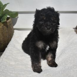 Chilly - Black tri-color female Aussiedoodle puppy in Angola, Indiana from Classic City Doodles