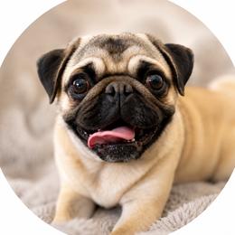 Mazie - Pug