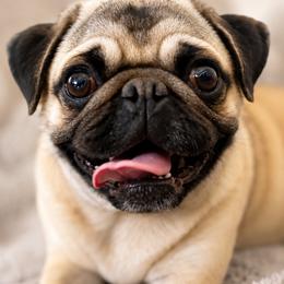 Mazie - Pug
