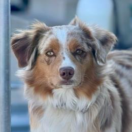 Clementine - Miniature Australian Shepherd