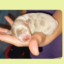 Boy 2 - Merle male Chihuahua puppy in Meridian, Oklahoma from Crazy Love Kennels