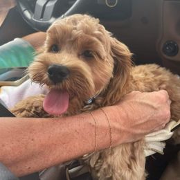 Cockapoo and Goldendoodle All Grown Up from Southern Belle Doodles