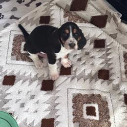 Levi - Black brown and white male Basset Hound puppy in Manton, Michigan from BeckysBassets