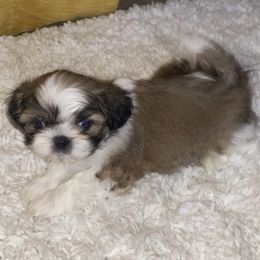 Shih Tzus from TnT Shih Tzu
