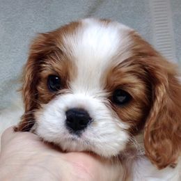 Cavalier King Charles Spaniel Puppies from Lizmere Cavalier King Charles Spaniels
