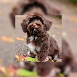 Americano - Havanese puppy from Tooties Cuties Havanese