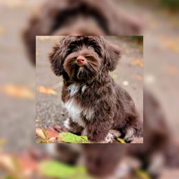 Americano - Havanese puppy from Tooties Cuties Havanese