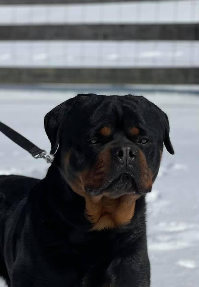 Hugo