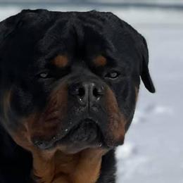 Hugo - Rottweiler