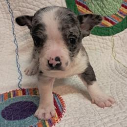Eve - Blue merle female Chihuahua puppy in Branford, Florida from Mbjs Doxies and chihuahuas