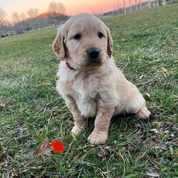 Red - Golden male Golden Retriever puppy in Mount Carmel, Tennessee from HS Goldens