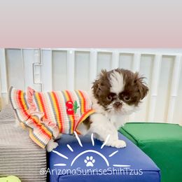 Shih Tzu Puppies from Arizona Sunrise Shih Tzus