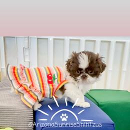 Shih Tzu Puppies from Arizona Sunrise Shih Tzus