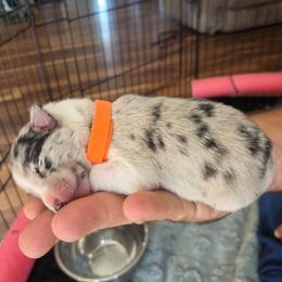 Girl 1 - Atypical merle female Border Collie puppy in Bradley, South Carolina from DiCola Farm