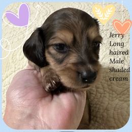 Dachshund Puppies from JB Doxies