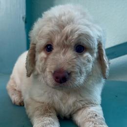 Wonder Woman - Cream female Goldendoodle puppy in Pensacola, Florida from Goldendoodles Love You in Pensacola Friend Edition