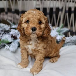 Jack - Red and white male Cockapoo puppy in Edmond, Oklahoma from The Redbud Roost